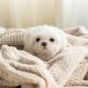 Flannel Fleece Luxury Throw Blanket, Beige Twin Size Jacquard Weave Pattern Cozy Couch/Bed Super Soft and Warm Plush Microfiber (66 x 90 inches)